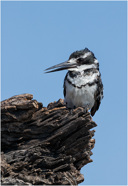 Pied Kingfisher - Chobe River, Botswana