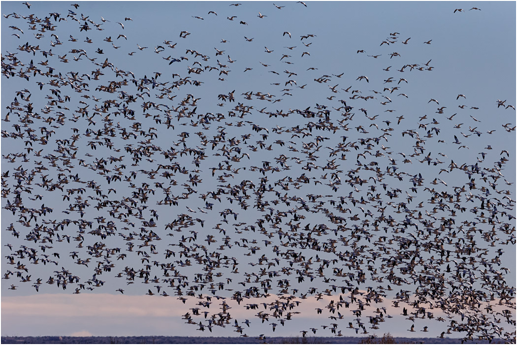 Snow Geese in flight, Bosque, NM, USA