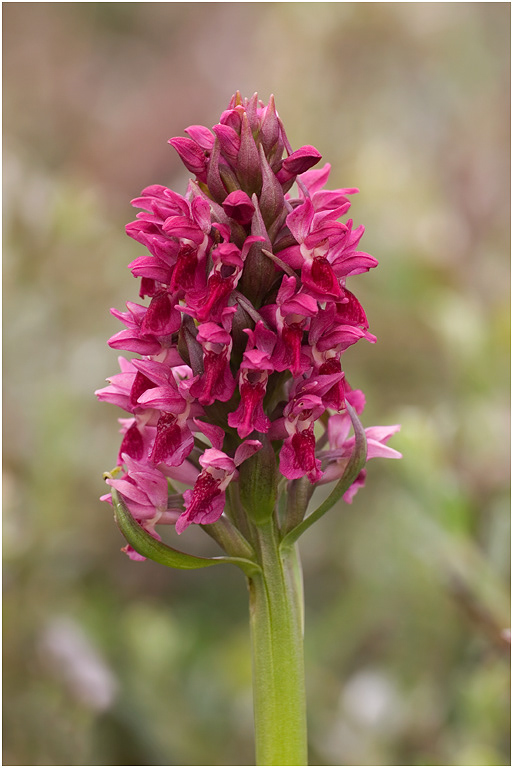Early Marsh Orchid