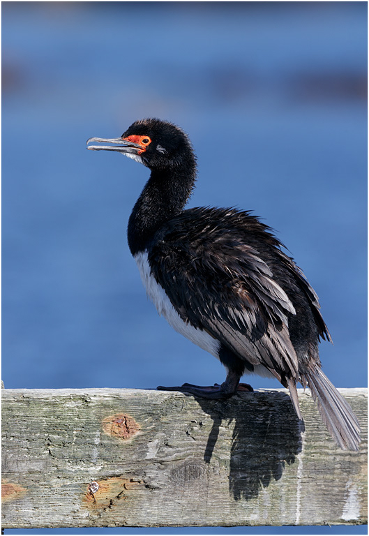 Rock Shag