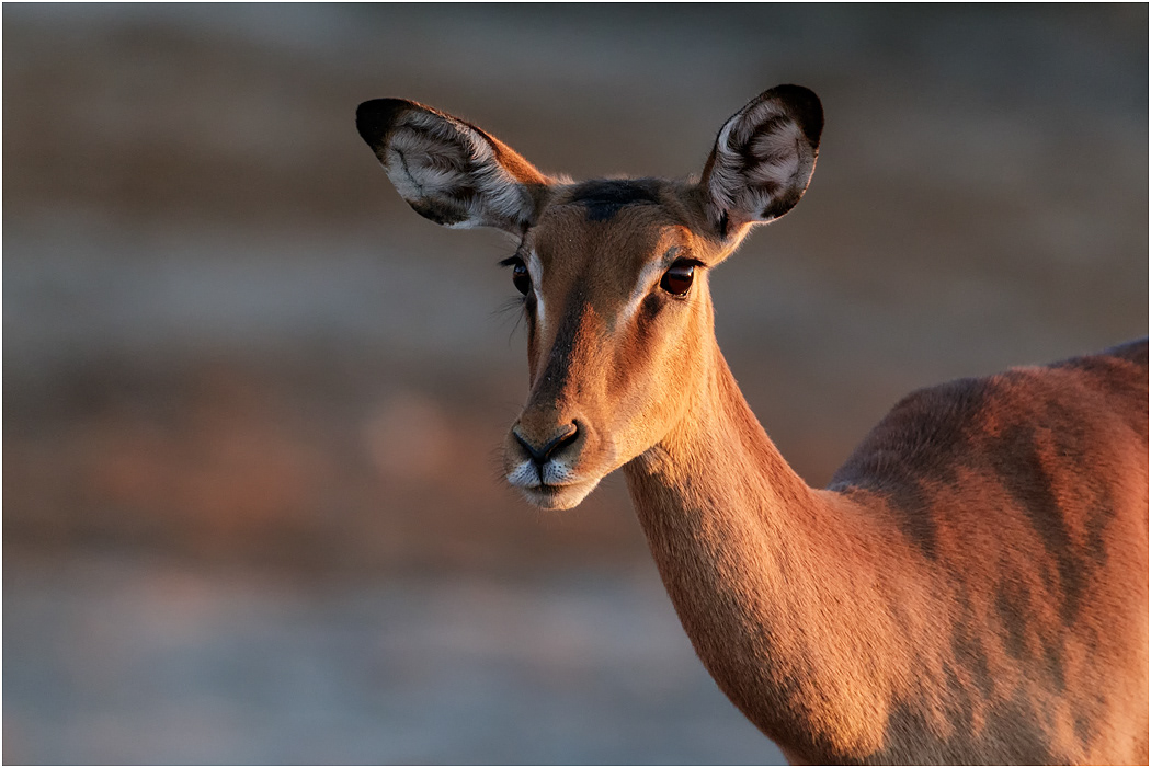 Beautiful Impala female at sunset - Chobe NP, Botswana