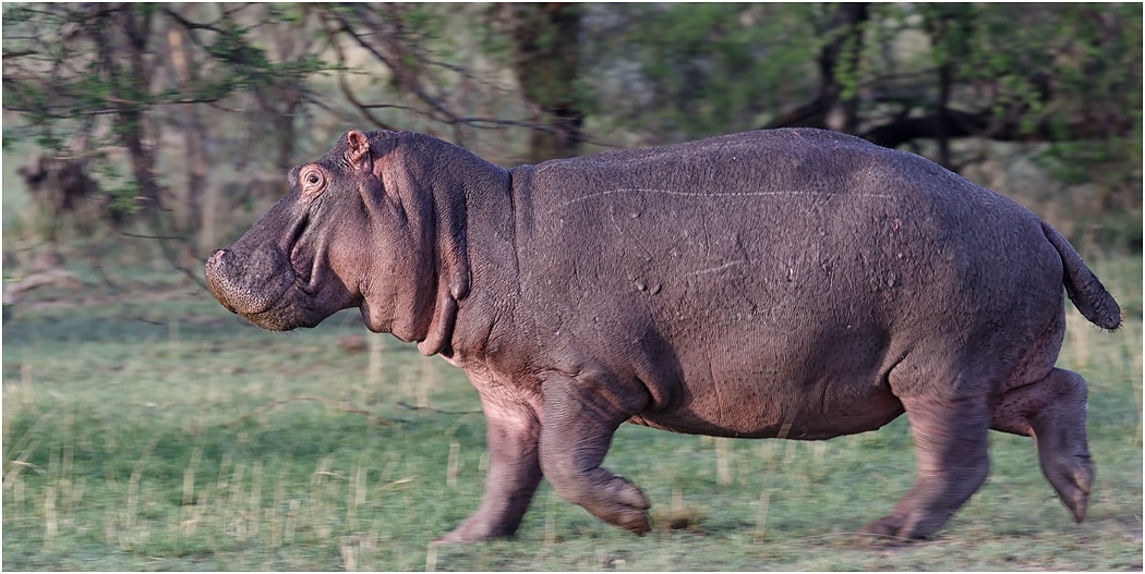 Hippo running to the Mara River - Serengeti, Tanzania