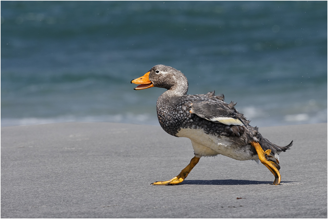 Falklands Steamer Duck, female running