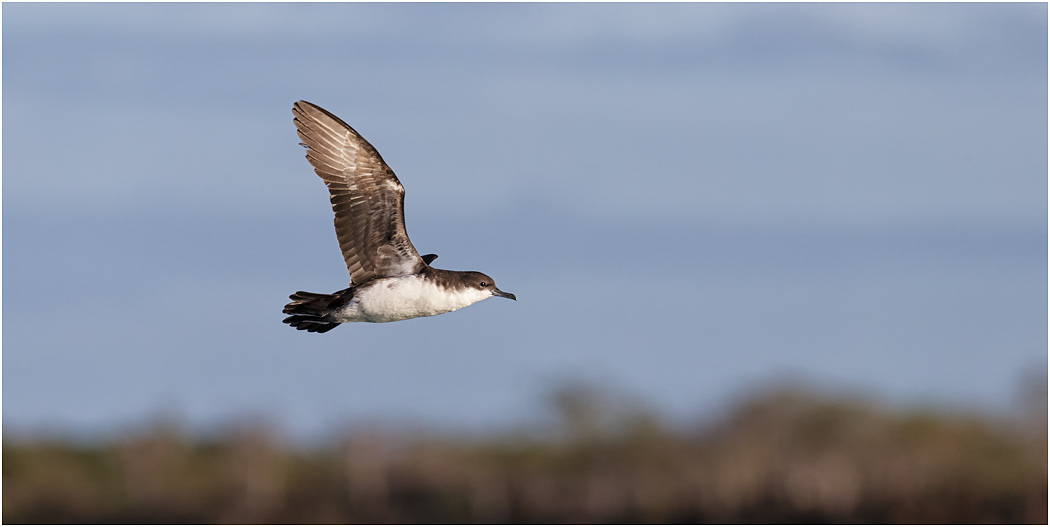 Galapagos Shearwater in flight