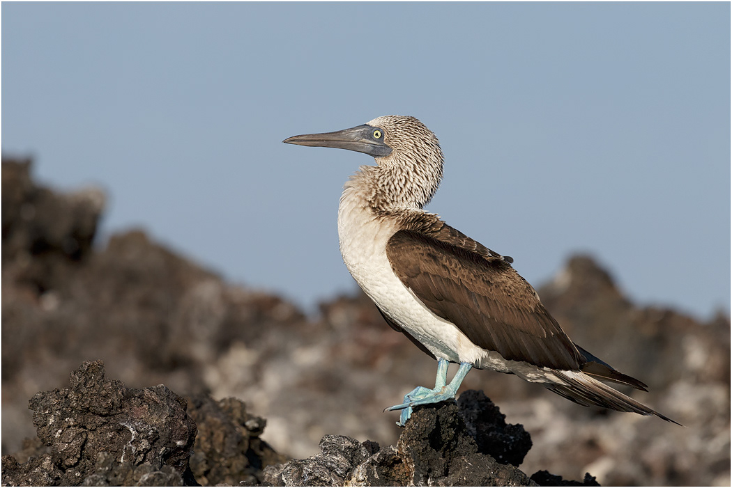 Blue-footed Booby, Galapagos Islands