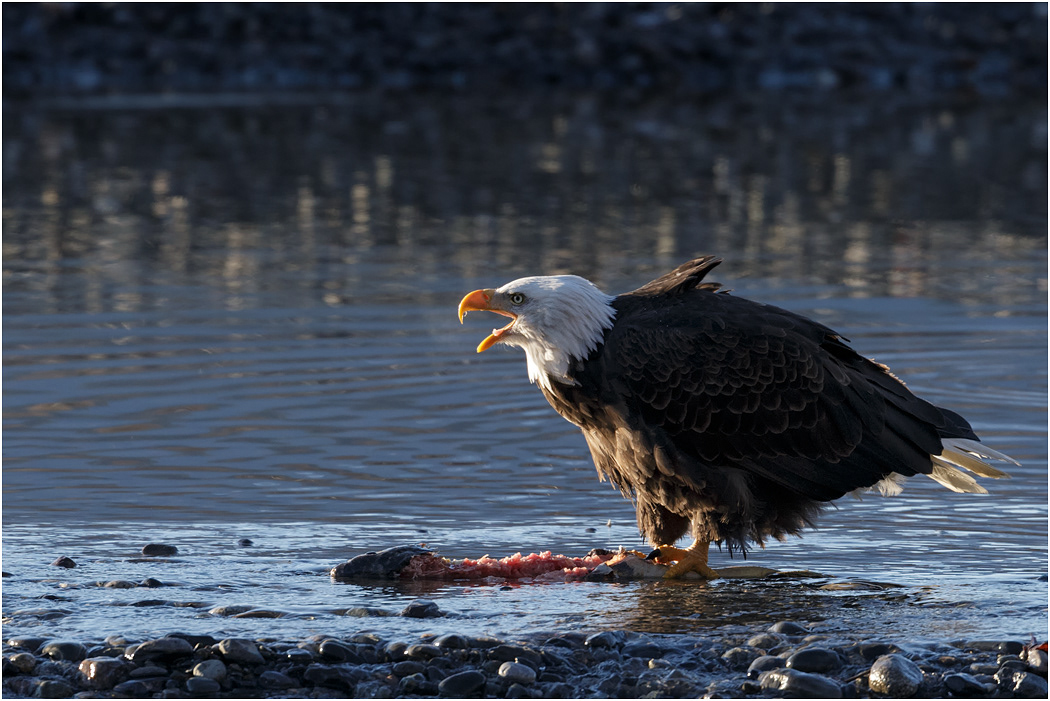 Bald Eagle calling mate, Chilkat River, Alaska