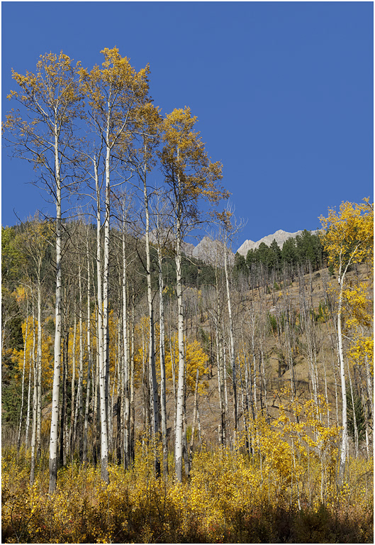 Aspens, Bow Valley Parkway, Banff