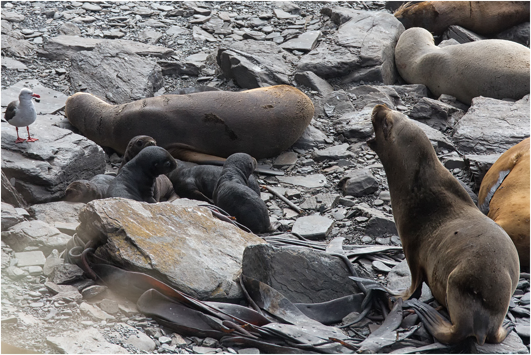 Southern Sea Lion females and pups