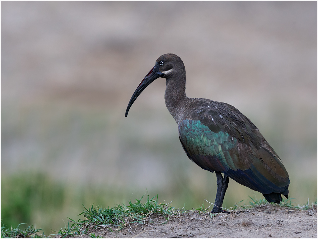 Hadada Ibis - Serengeti, Tanzania