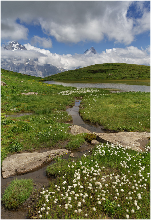 Cottongrass at Standseeli
