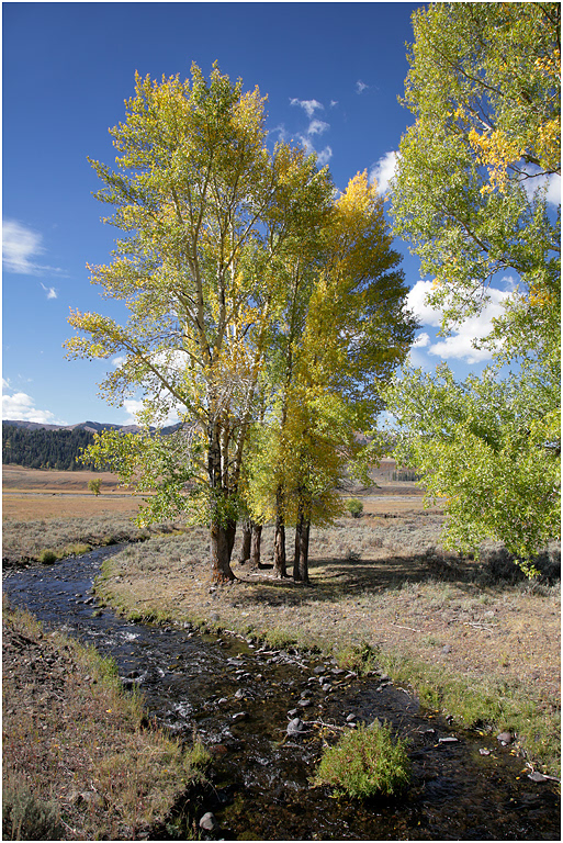 Lamar Valley, Yellowstone National Park