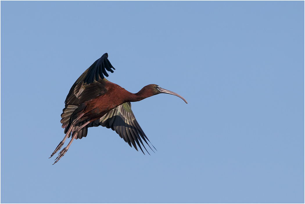 Glossy Ibis in flight, Florida, USA