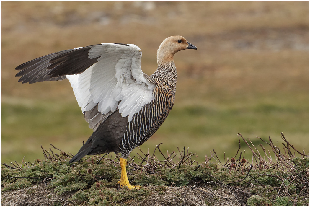 Upland Goose, female