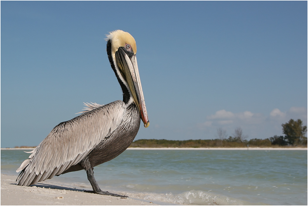 Brown Pelican, Florida, USA