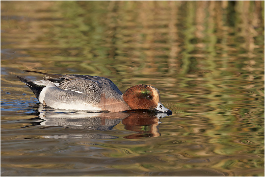 Eurasian Wigeon, Drake