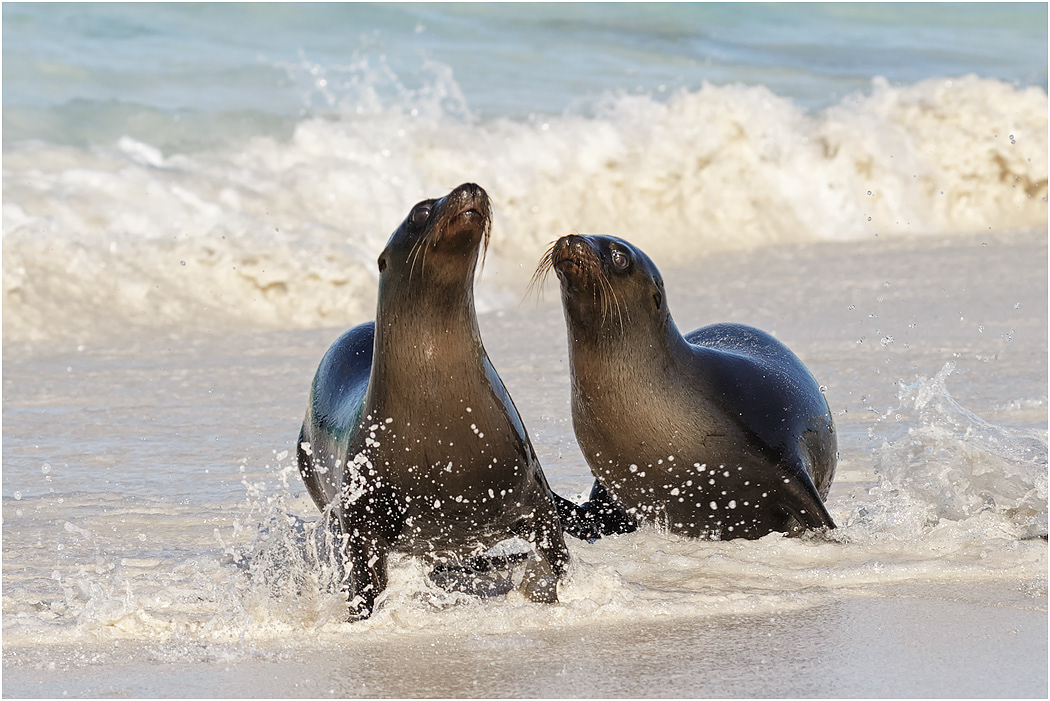 Galapagos Sea Lions coming ashore