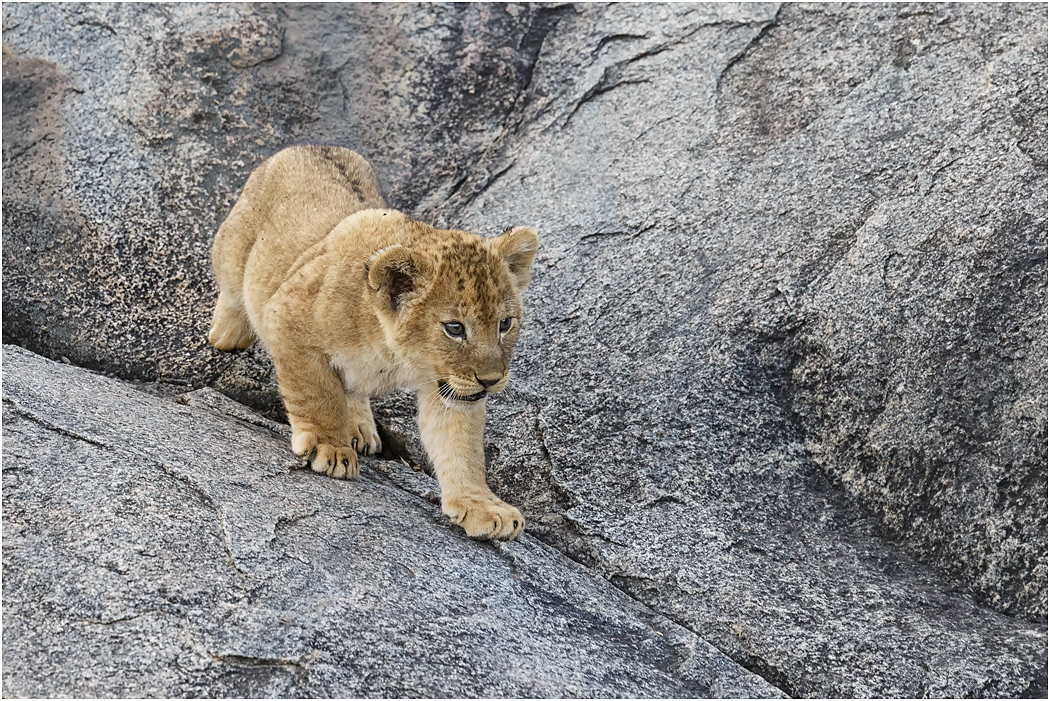 Lion Cub - Central Serengeti, Tanzania