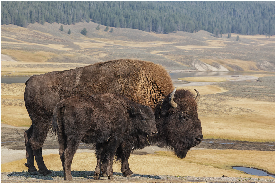 Bison Cow & Calf, Yellowstone NP, Wyoming, USA