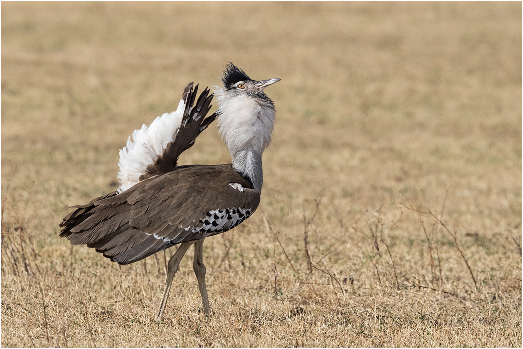 Kori Bustard, male displaying - Ngorongoro Crater, Tanzania