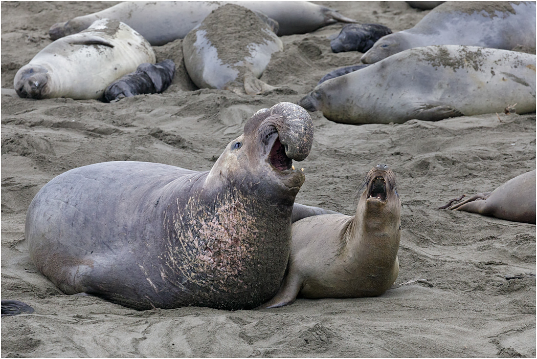 Northern Elephant Seal pair, California, USA