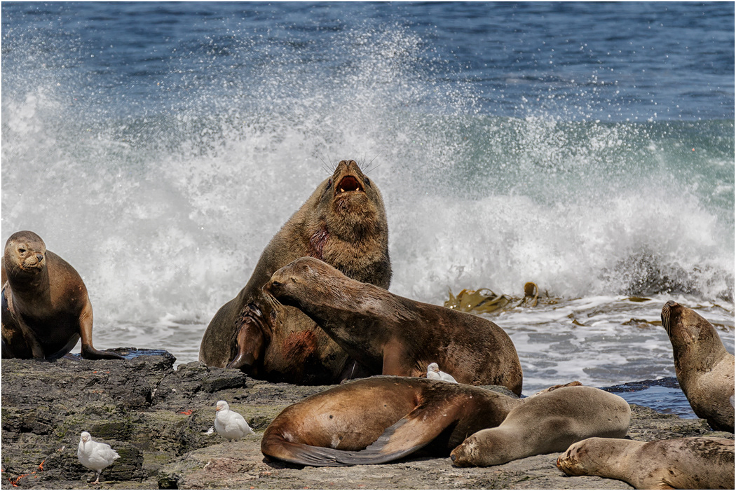 Southern Sea Lion Bull with harem