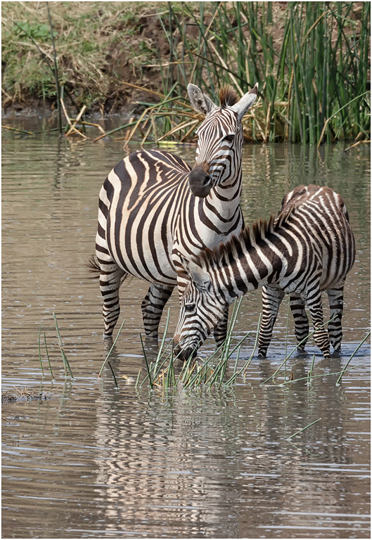 Zebra at the river - Tarangire, Tanzania