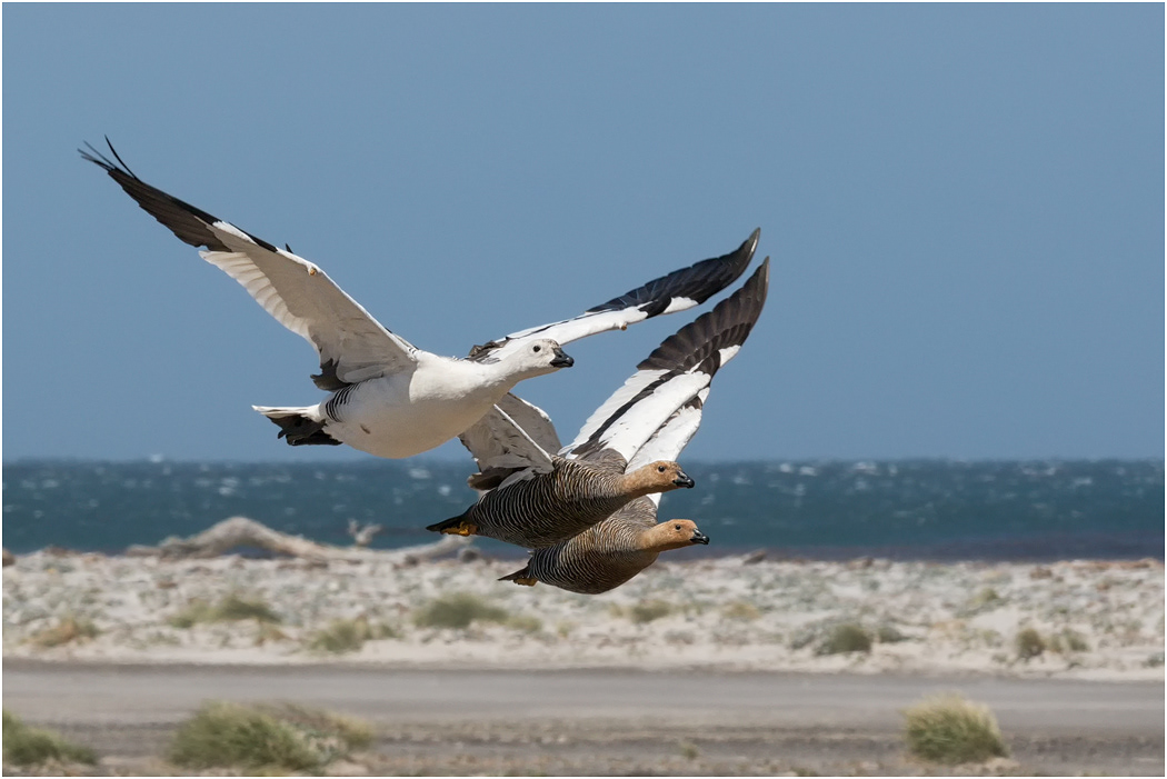 Upland Geese in flight