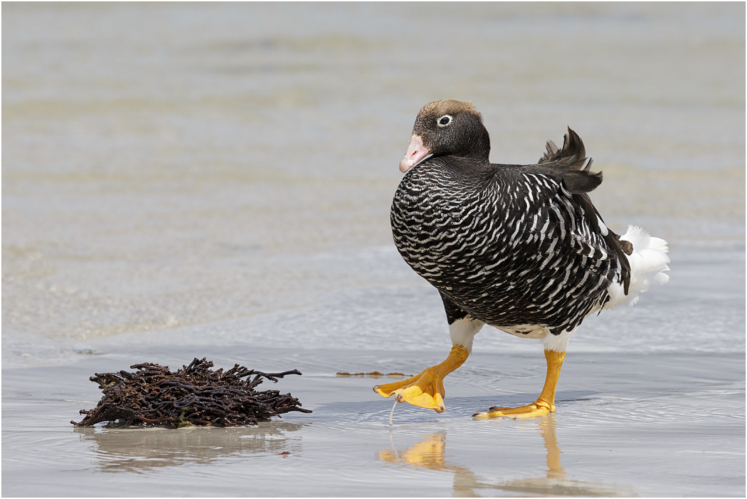 Kelp Goose, female
