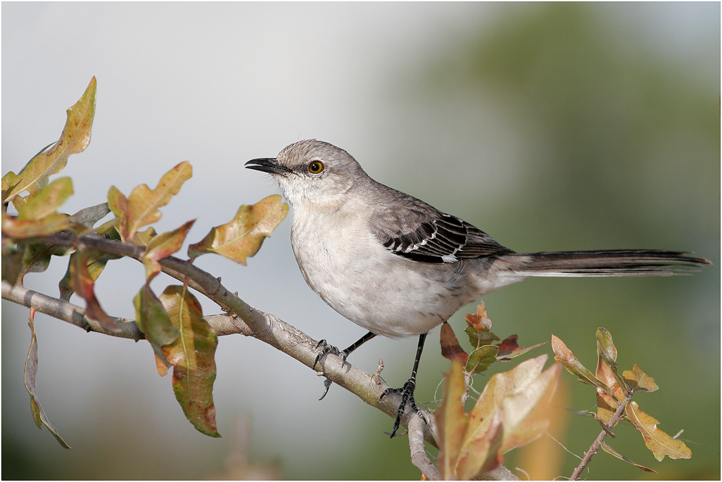 Northern Mockingbird, Florida, USA
