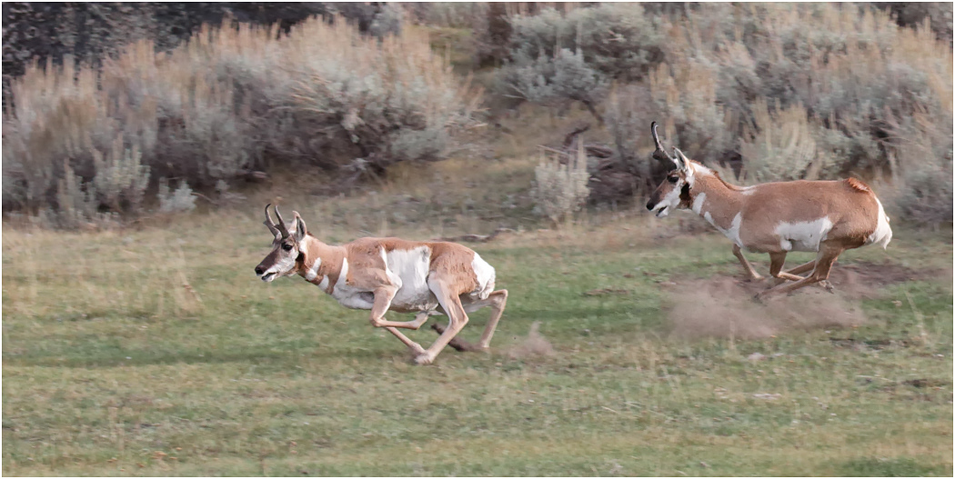 Pronghorns running, Yellowstone NP, Wyoming, USA