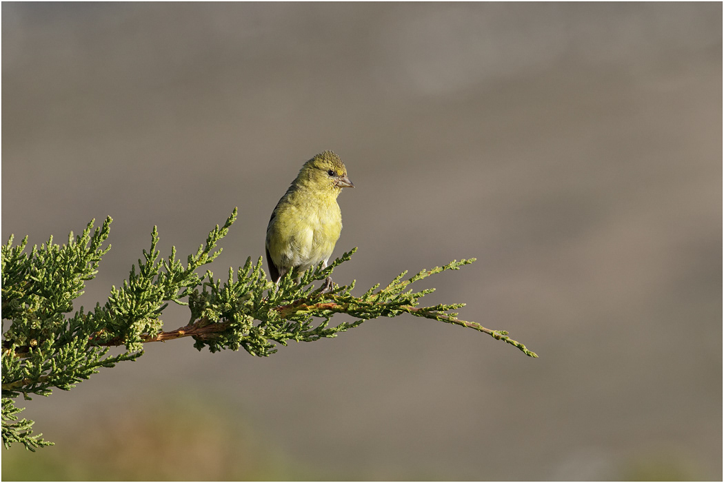Black-chinned Siskin (female)