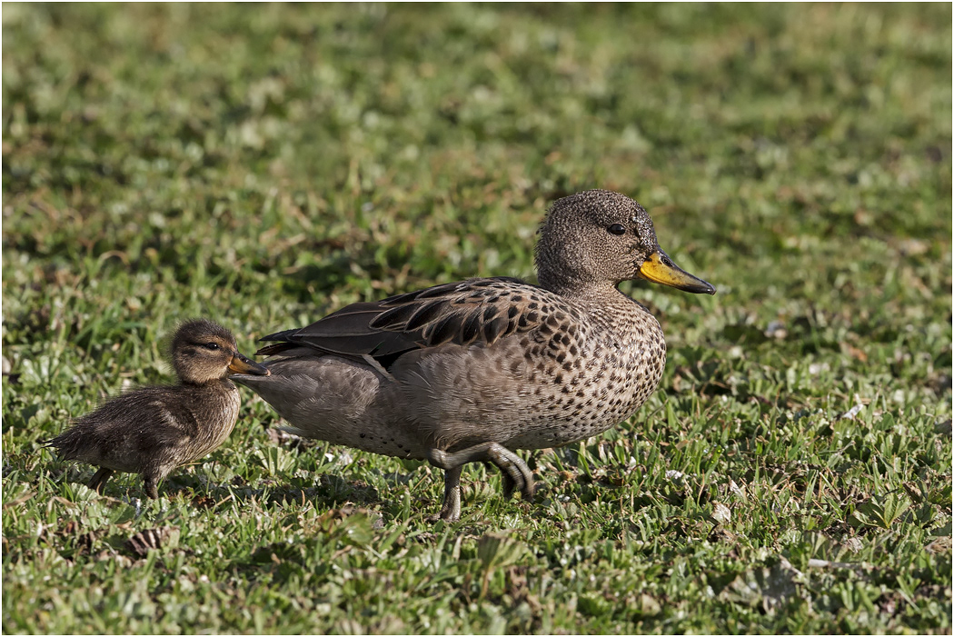 Speckled Teal with chick