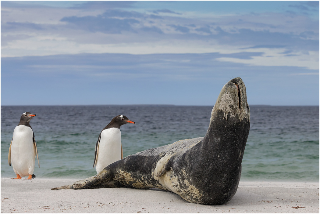 Leopard Seal and curious Gentoos