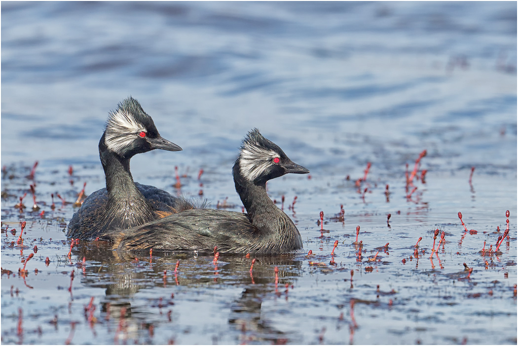 White-tufted Grebe pair