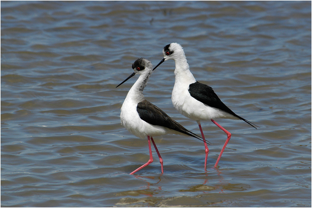 Black-winged Stilts courting