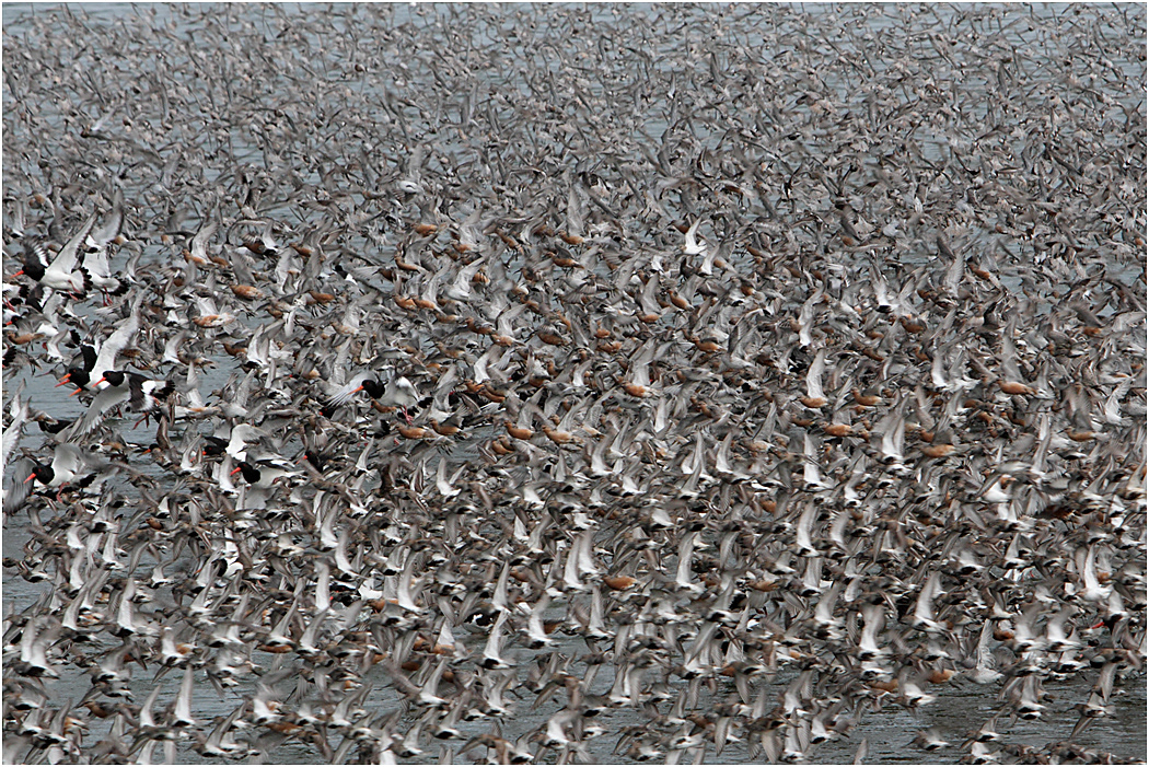 Knot, Dunlin & Oystercatchers in flight, Norfolk