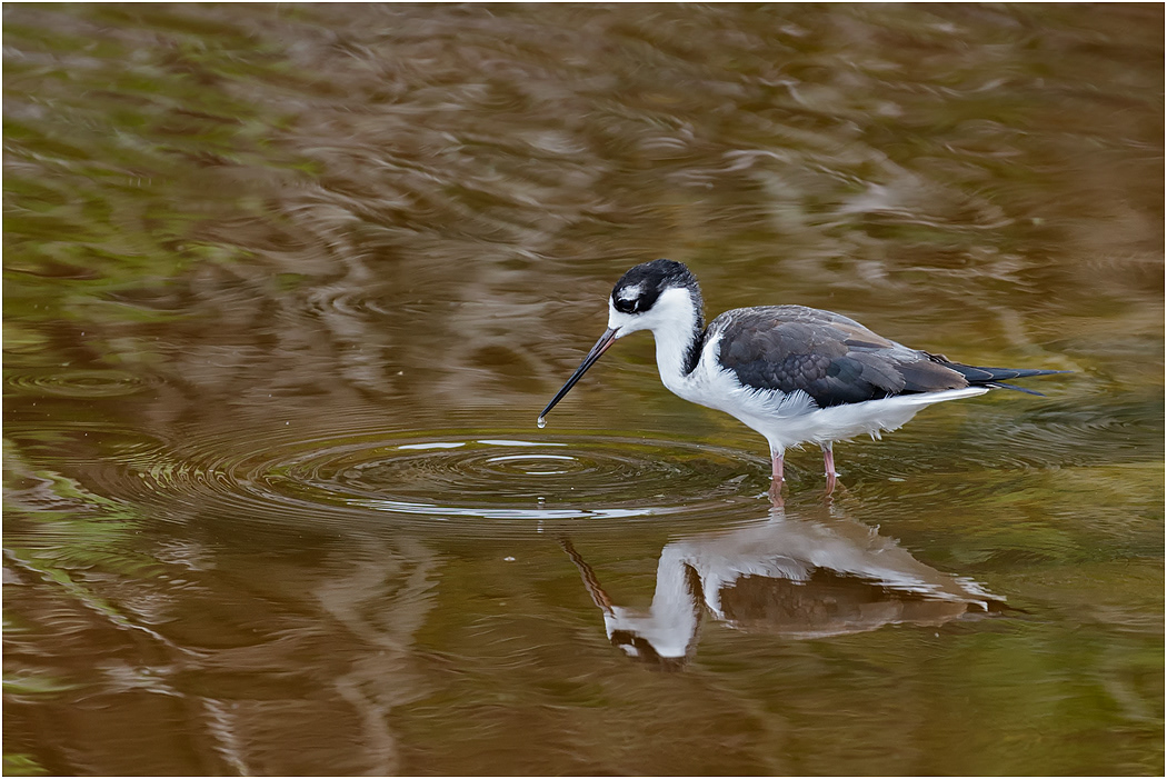 Black-necked Stilt, Galapagos Islands