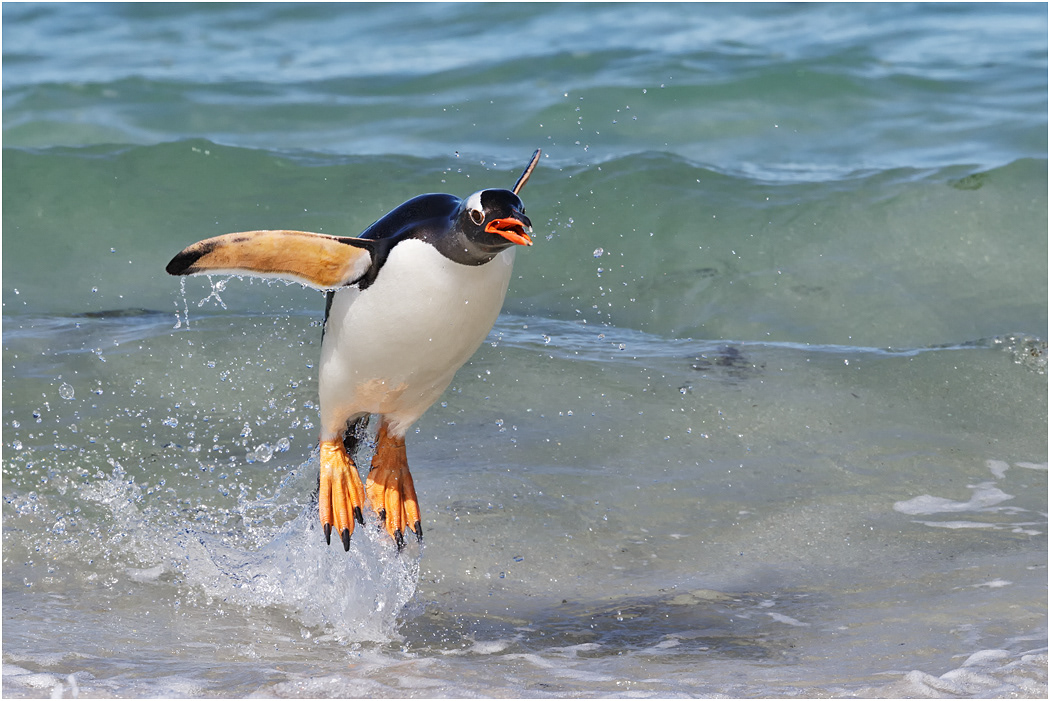 Gentoo Penguin leaps from the sea