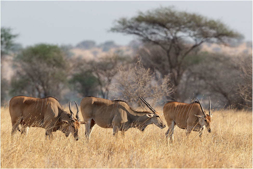 Eland - Tarangire NP, Tanzania