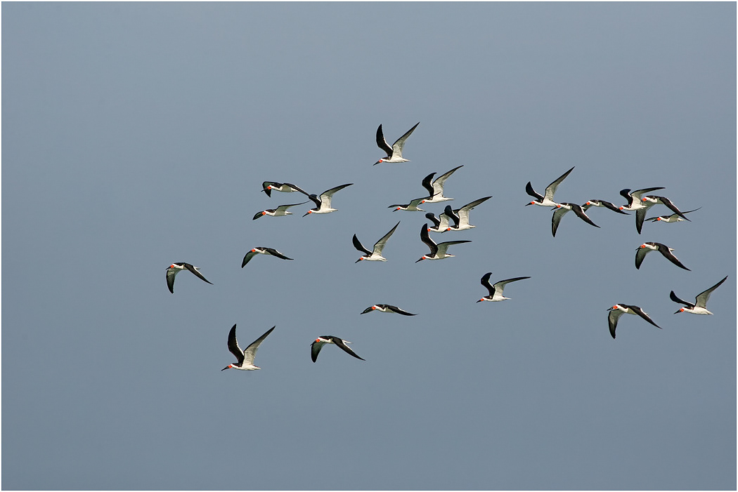 Black Skimmer, Florida, USA