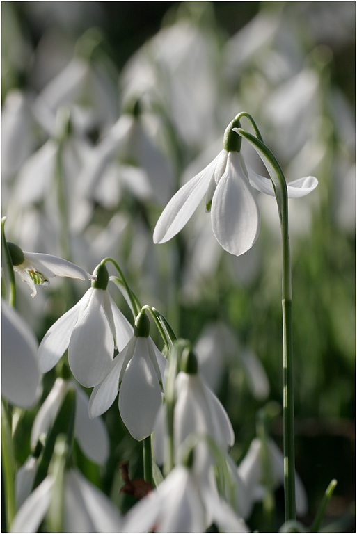 Snowdrops