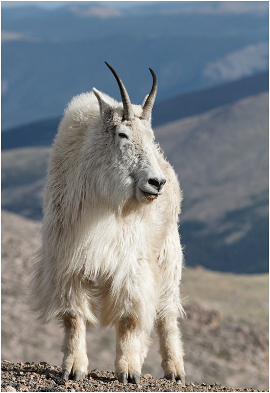 Mountain Goat Billy, Colorado, USA