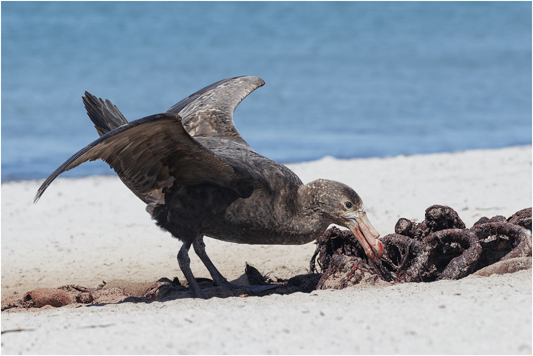 Southern Giant Petrel