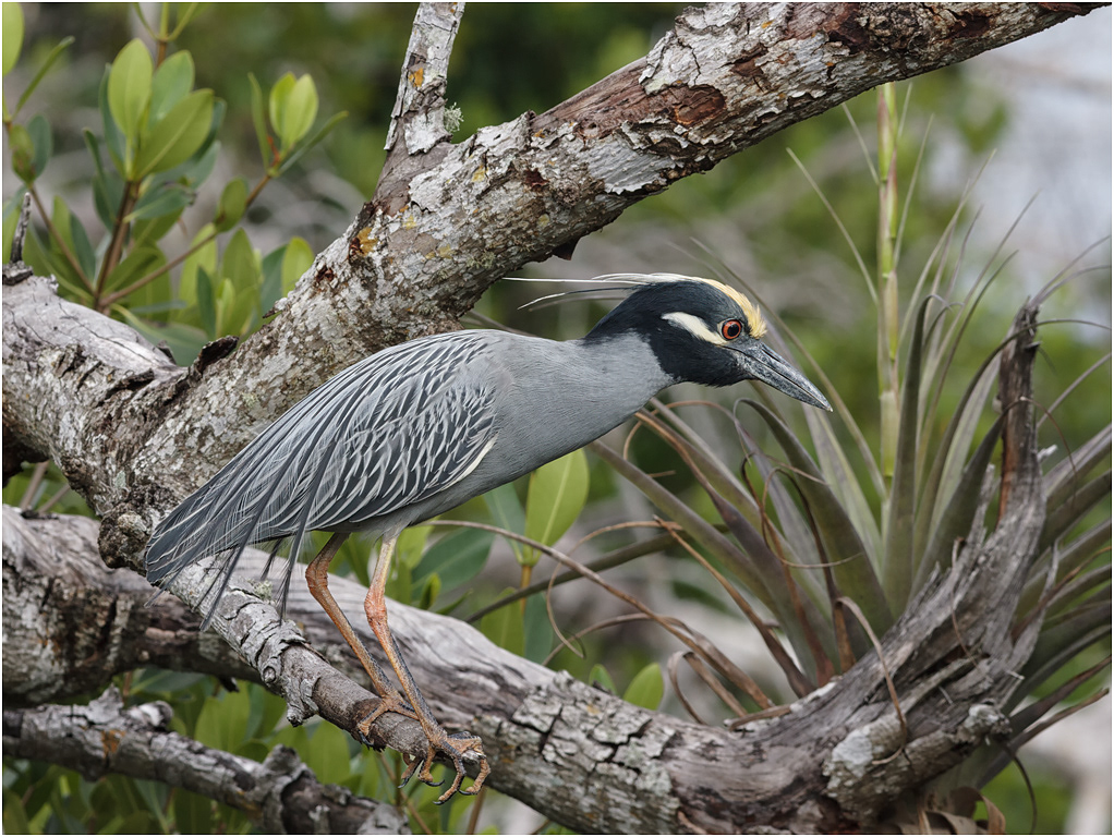 Yellow-crowned Night Heron, Florida, USA