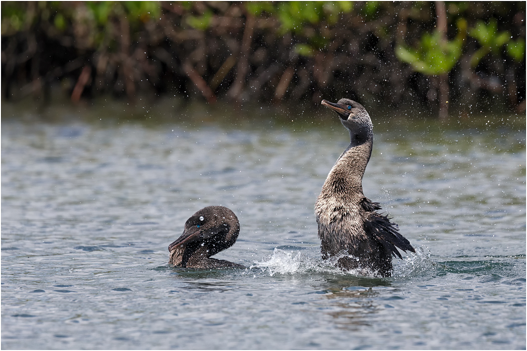 Flightless Cormorant displaying, Galapagos Islands