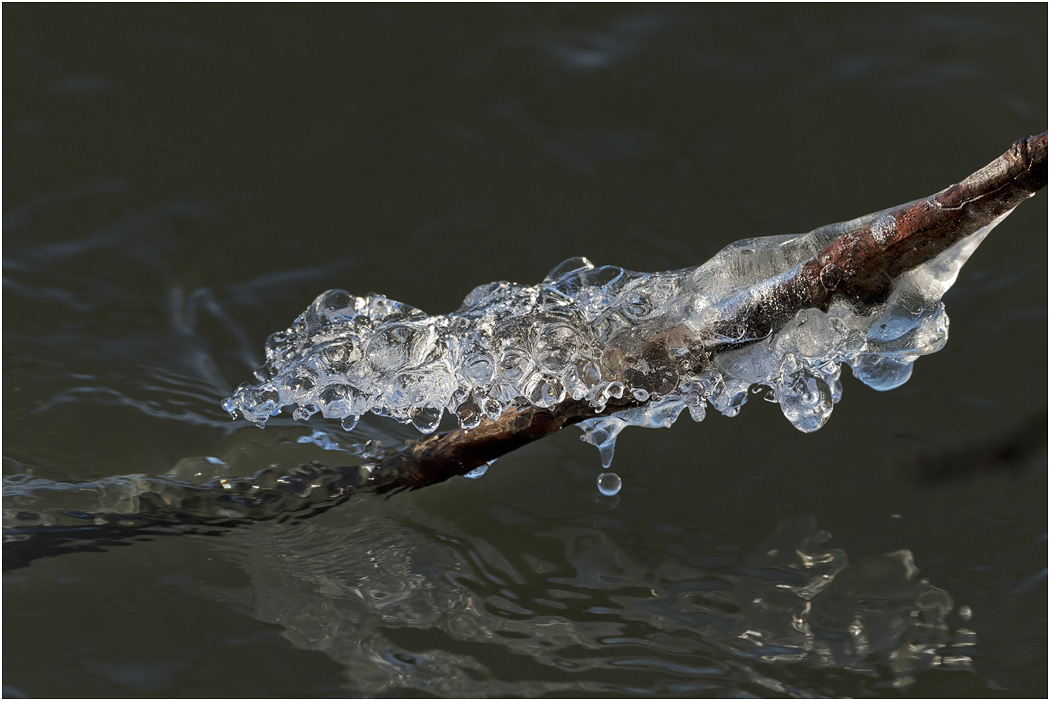 Ice building up on tree branch, Chilkat River, Alaska