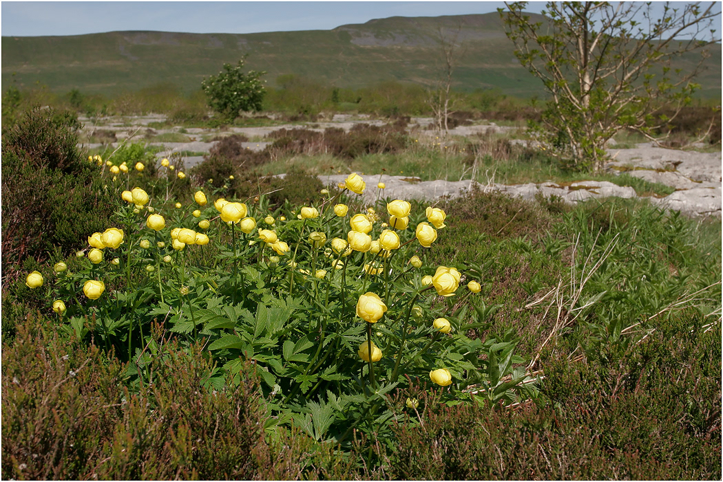 Globeflower - Limestone habitat, Yorkshire