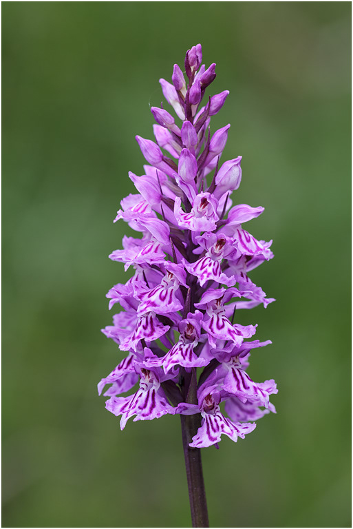 Common Spotted Orchid, Dactylorhiza fuchsii, Switzerland