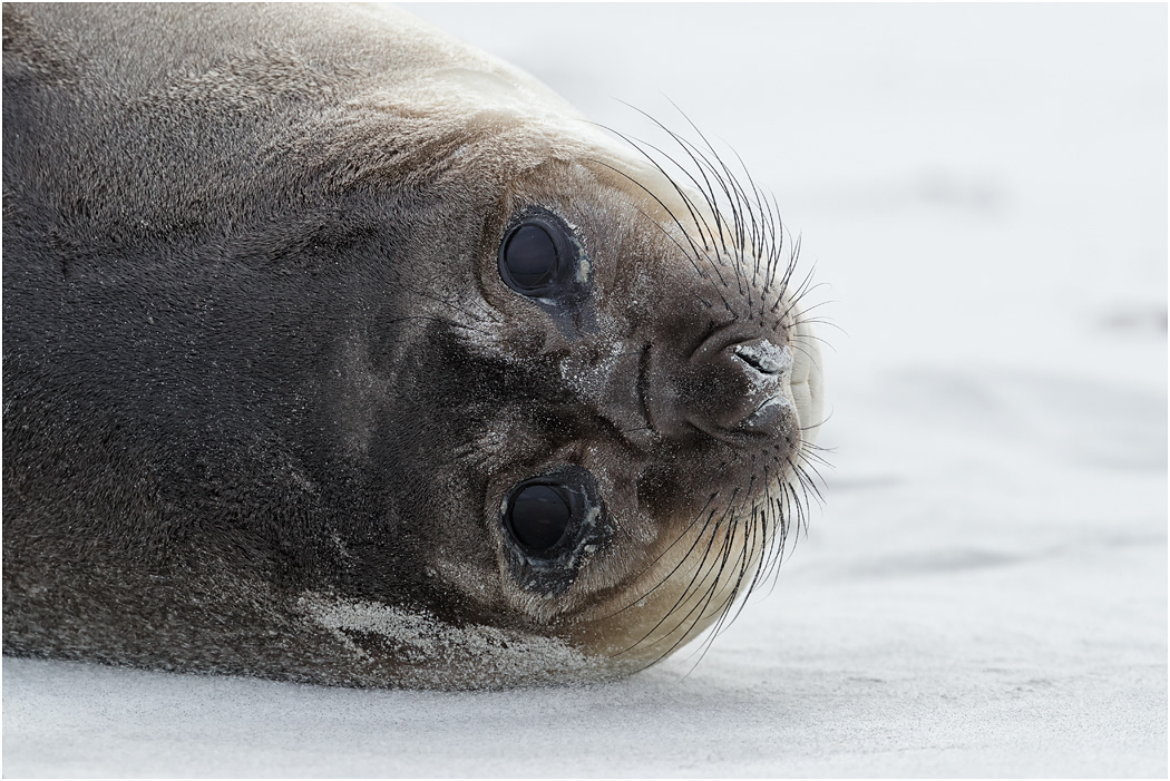 Southern Elephant Seal pup