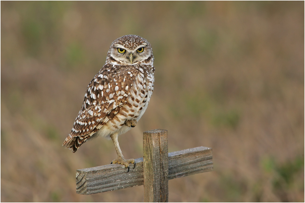 Burrowing Owl, Florida, USA